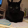 black_cat, cat, pet, animal, indoor, table, paper, calendar, green_eyes, feline, sitting, looking, curious, domestic_animal, whiskers, close_up, home, furniture, room, desk