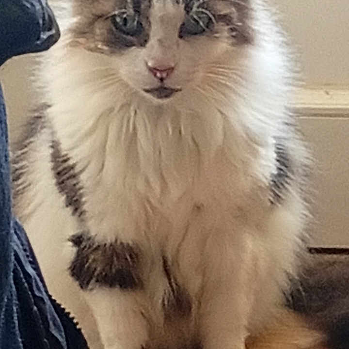 Tara
