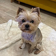 Myrtille a rejoint le concours — aidez-le/la à gagner de superbes lots ! dog, small_dog, yorkshire_terrier, pet, indoor, floor, rug, furniture, couch, yellow_couch, wooden_floor, bandage, cute, fluffy, animal, companion, domestic_animal, sitting, looking_at_camera, cozy