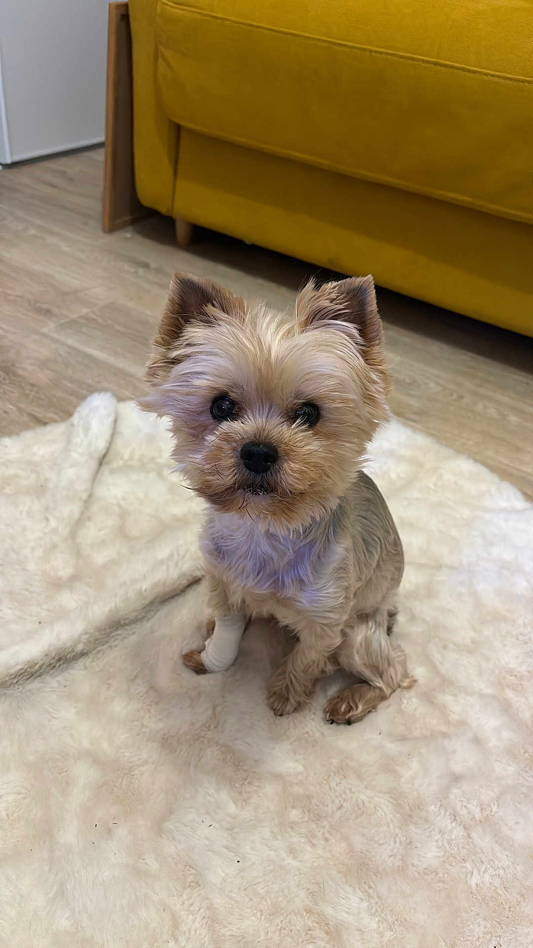 Myrtille a rejoint le concours — aidez-le/la à gagner de superbes lots ! dog, small_dog, yorkshire_terrier, pet, indoor, floor, rug, furniture, couch, yellow_couch, wooden_floor, bandage, cute, fluffy, animal, companion, domestic_animal, sitting, looking_at_camera, cozy