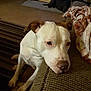 dog, white_dog, brown_ear, couch, blanket, living_room, carpet, striped_rug, pet, indoor, cozy, resting, animal, furniture, soft_light, close_up, nostalgic, relaxed, companion, home