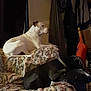 Thor joined the competition — help win amazing prizes! dog, white_dog, black_dog, couch, blanket, indoor, pet, animal, resting, floral_pattern, furniture, cozy, home, domestic, relaxing, two_animals, canine, seat, living_room, companion