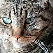 Charlotte a rejoint le concours — aidez-le/la à gagner de superbes lots ! cat, tabby_cat, close_up, blue_eyes, whiskers, fur, pet, animal, face, portrait, feline, domestic_cat, cute, mammal, indoor, looking, ears, nose, mustache, focused