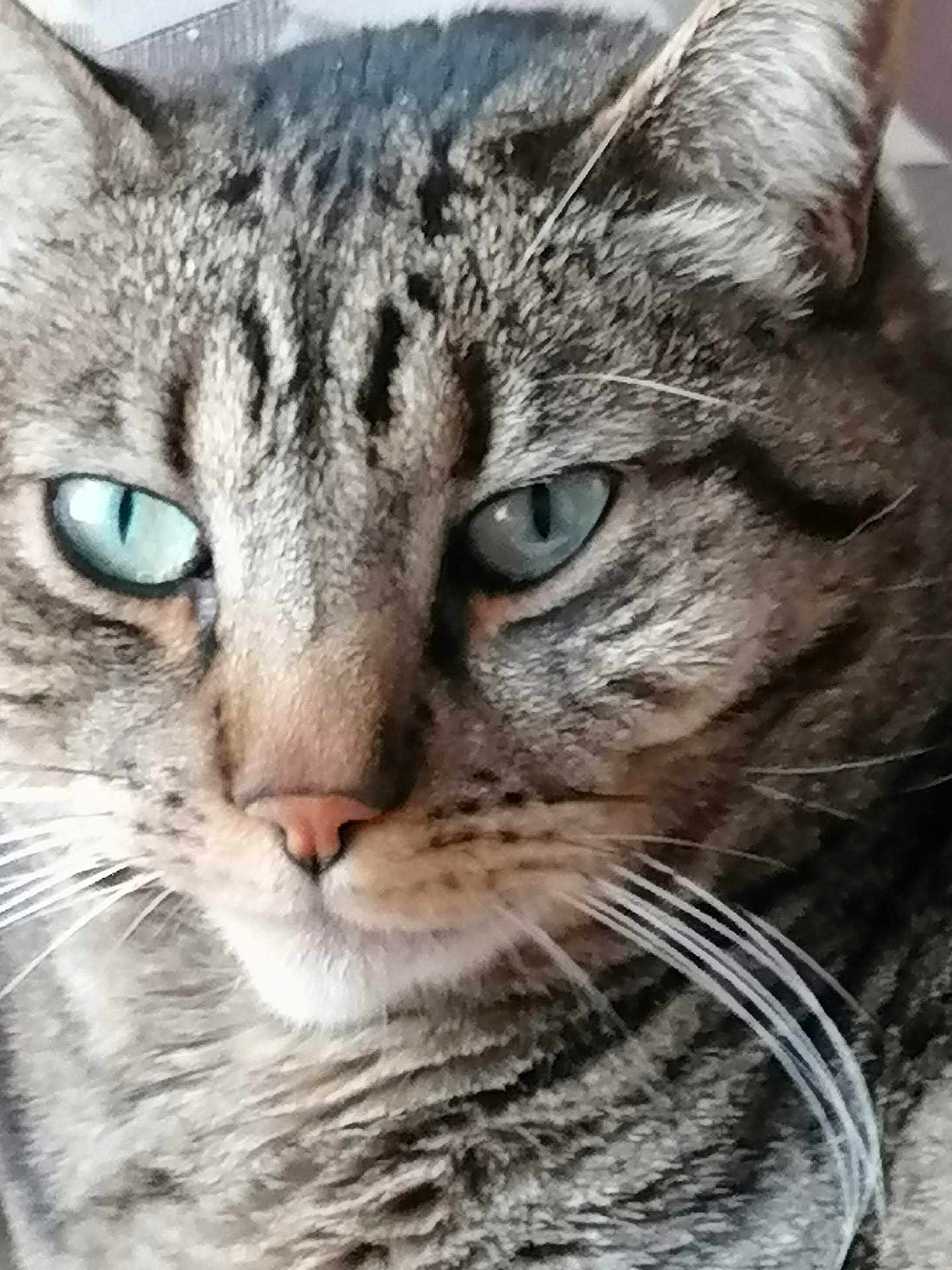 Charlotte a rejoint le concours — aidez-le/la à gagner de superbes lots ! cat, tabby_cat, close_up, blue_eyes, whiskers, fur, pet, animal, face, portrait, feline, domestic_cat, cute, mammal, indoor, looking, ears, nose, mustache, focused