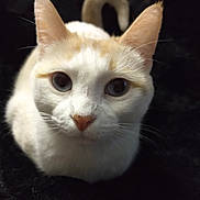 Blu is registered to the contest to win money with this photo: animal, cat, close_up, curious, cute, dark_background, ears, eyes, feline, fur, indoor, looking_up, orange_spots, pet, portrait, sitting, soft_light, tail, whiskers, white_cat