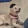 Baby Girl joined the competition — help win amazing prizes! animal, canine, companion, cute, dog, domestic_animal, floor, golden_retriever, graduation_cap, harness, indoor, leash, lying_down, muzzle, obedient, paw, pet, pink_collar, portrait, tile_floor