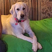 Baby Girl is registered to the contest to win money with this photo: animal, blanket, collar, companion, couch, crossed_paws, dog, domestic_animal, fur, furniture, golden_retriever, household, indoor, laying_down, mammal, pet, pink_collar, portrait, relaxed, resting