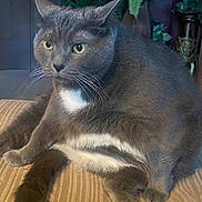 Fatty Aka Tubs is registered to the contest to win money with this photo: cat, gray_cat, white_belly, whiskers, sitting, chubby_cat, indoor, houseplant, furniture, cushion, tail, paw, close_up, portrait, domestic_cat, relaxed, eyes, plush_fur, ears, striped_couch