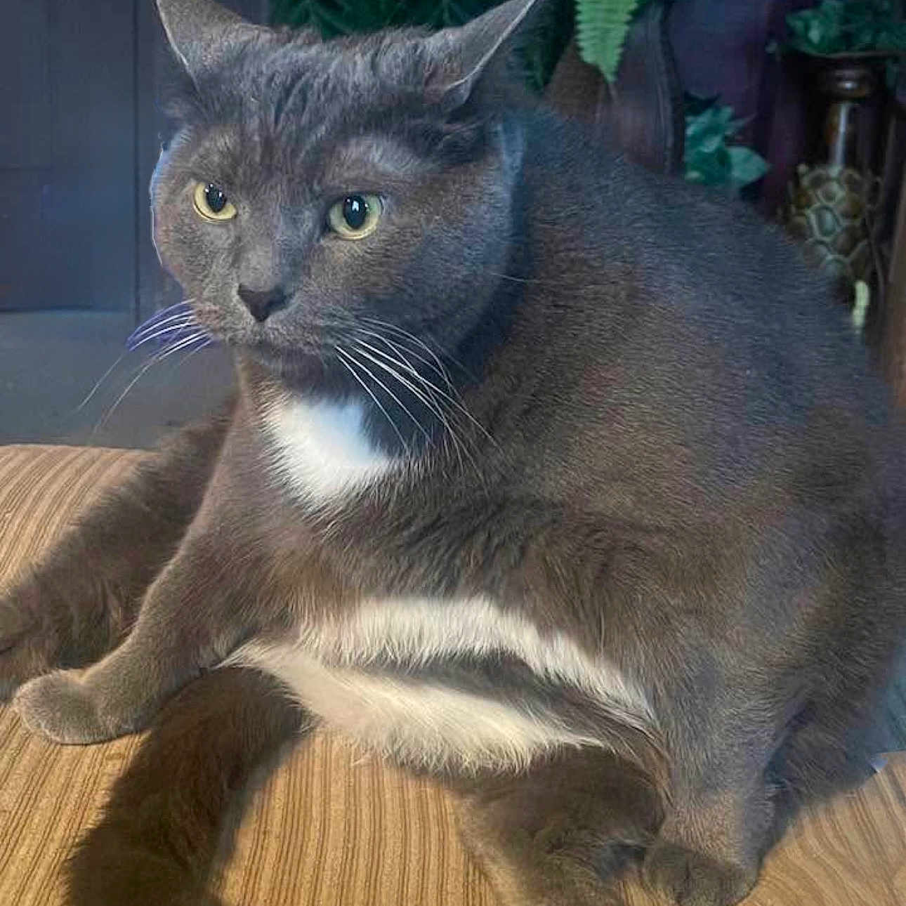 Fatty Aka Tubs is registered to the contest to win money with this photo: cat, chubby_cat, close_up, cushion, domestic_cat, ears, eyes, furniture, gray_cat, houseplant, indoor, paw, plush_fur, portrait, relaxed, sitting, striped_couch, tail, whiskers, white_belly