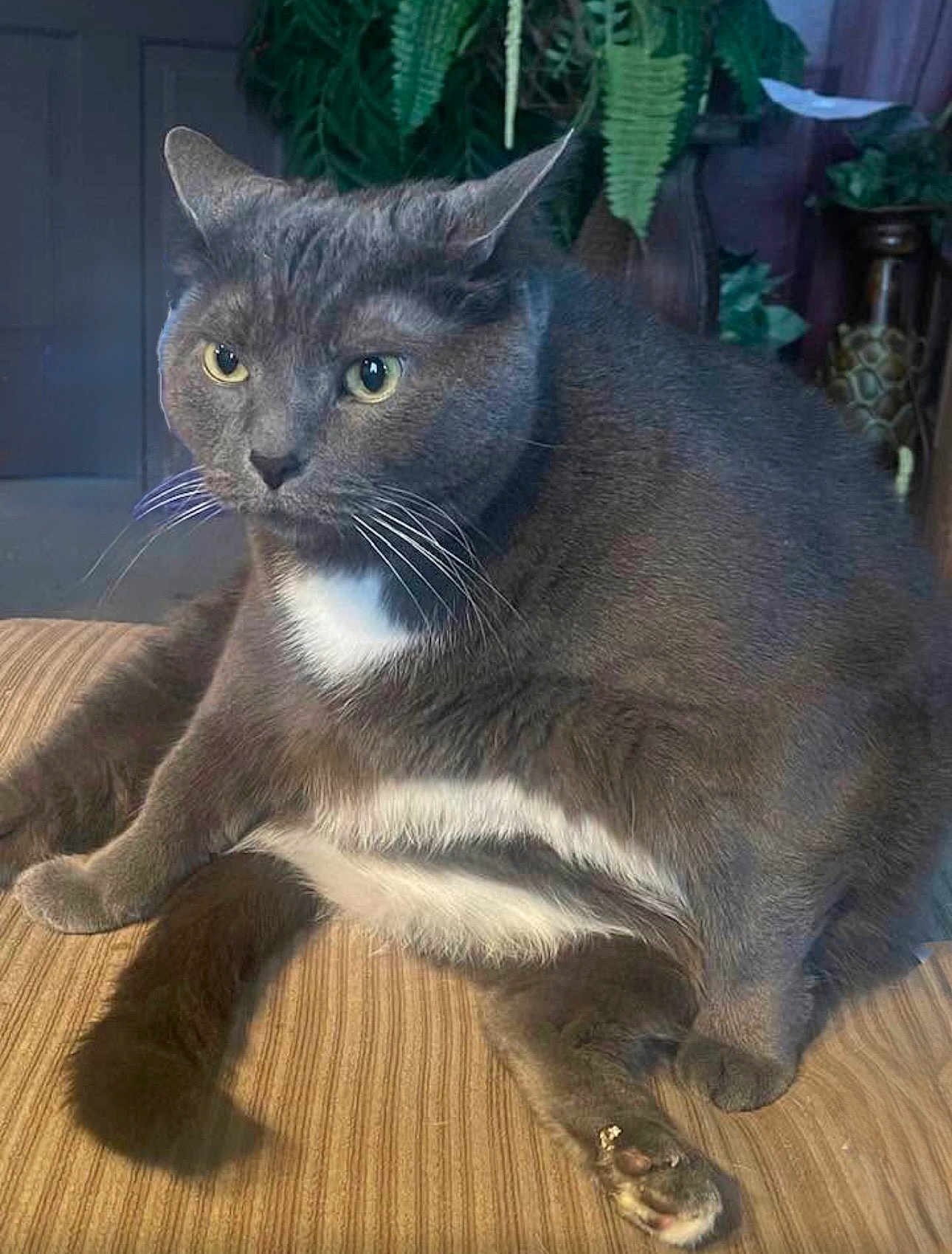 Fatty Aka Tubs is registered to the contest to win money with this photo: cat, gray_cat, white_belly, whiskers, sitting, chubby_cat, indoor, houseplant, furniture, cushion, tail, paw, close_up, portrait, domestic_cat, relaxed, eyes, plush_fur, ears, striped_couch