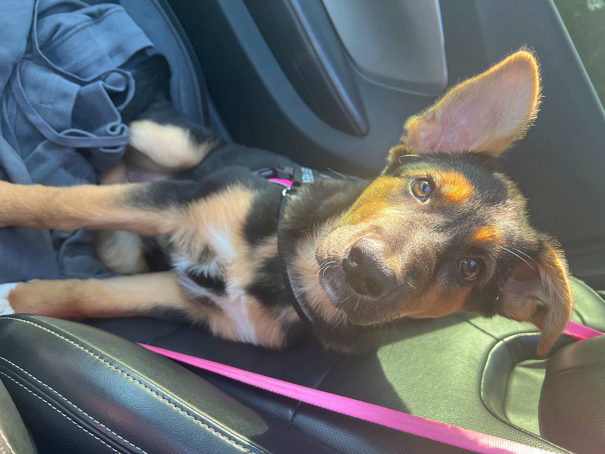 Koko joined the competition — help win amazing prizes! auto_part, automotive_exterior, car_seat, car_seat_cover, carnivore, comfort, companion_dog, dog, dog_breed, ear, fur, guard_dog, head_restraint, paw, snout, sporting_group, vehicle_door, whiskers, windshield, working_dog