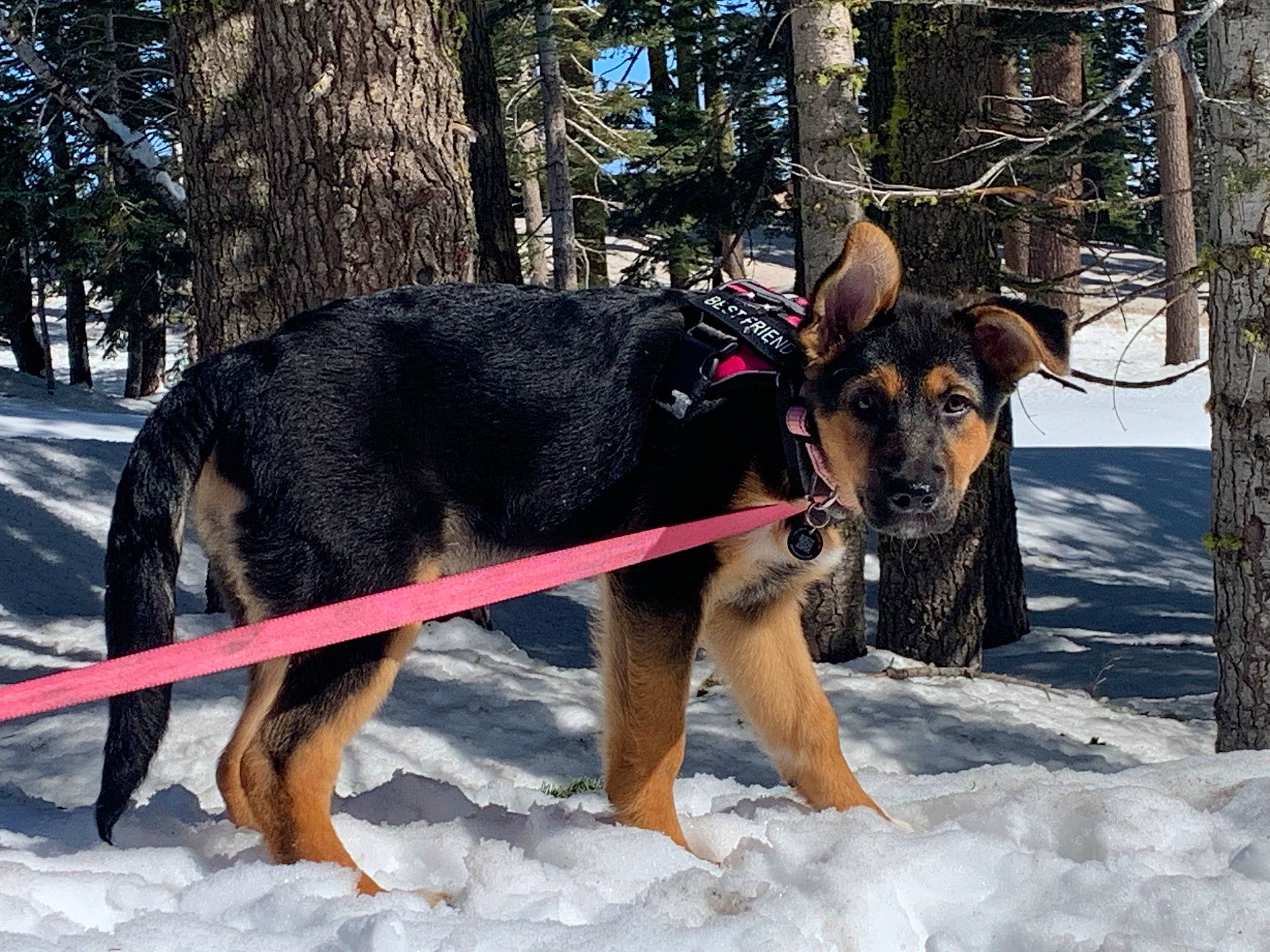 Koko joined the competition — help win amazing prizes! canidae, carnivore, collar, dog, dog_breed, dog_supply, east_european_shepherd, german_shepherd_dog, guard_dog, herding_dog, king_shepherd, old_german_shepherd_dog, plant, snout, snow, sporting_group, tree, winter, working_animal, working_dog