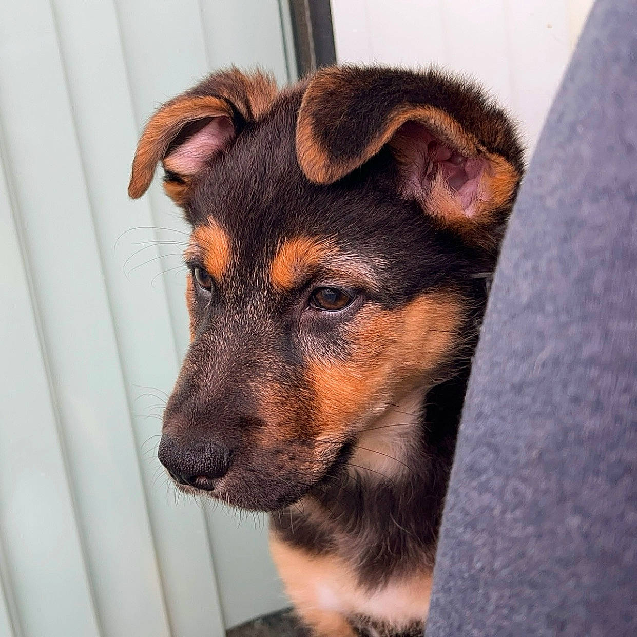 Koko is registered to the contest to win money with this photo: canidae, carnivore, companion_dog, dog, dog_breed, dog_supply, ear, fawn, fur, guard_dog, sporting_group, terrestrial_animal, toy_dog, whiskers, working_animal, working_dog