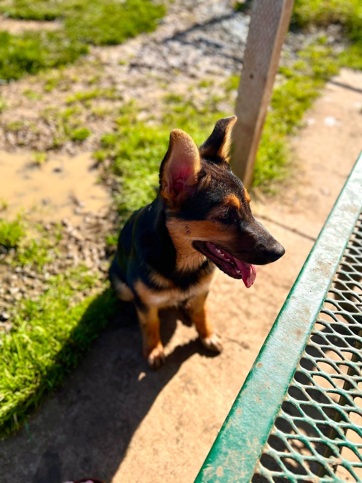 Koko joined the competition — help win amazing prizes! asphalt, canidae, carnivore, companion_dog, dog, dog_breed, dog_supply, fawn, grass, guard_dog, paw, plant, puppy, road, road_surface, russkiy_toy, shadow, sporting_group, toy_dog, working_dog