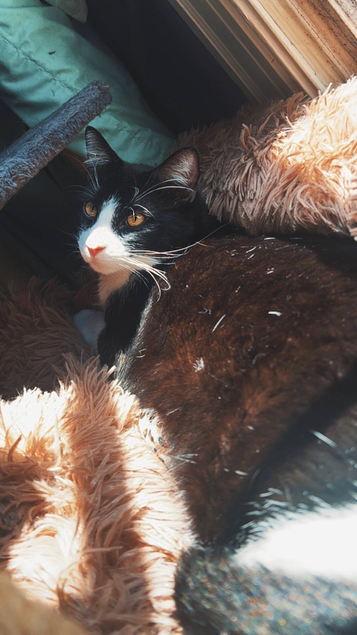 Spicy Bean joined the competition — help win amazing prizes! black_cat, carnivore, cat, claw, comfort, domestic_short_haired_cat, felidae, fur, paw, reflection, sitting, small_to_medium_sized_cats, snout, tail, terrestrial_animal, tints_and_shades, whiskers, window, winter