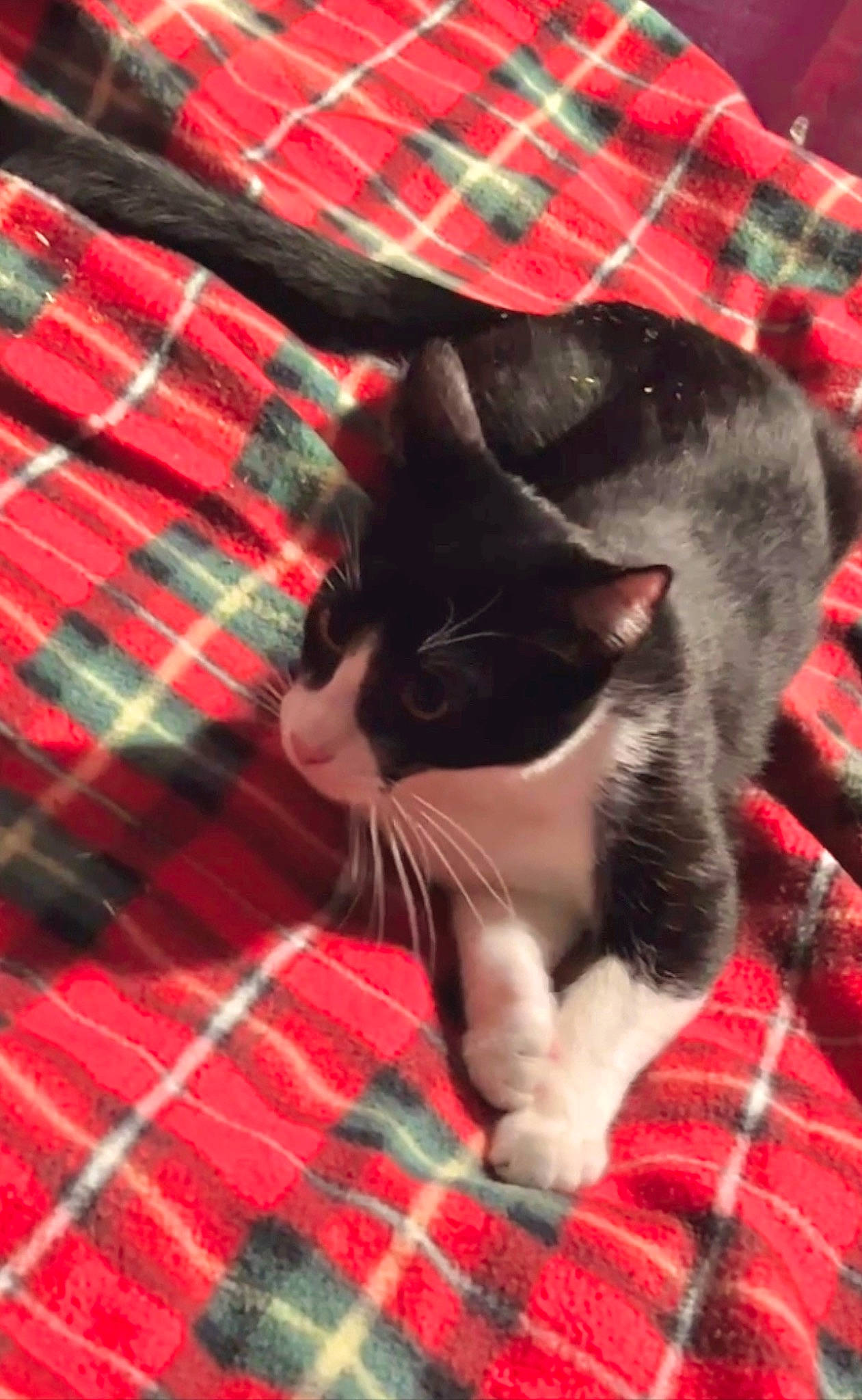 Spicy Bean joined the competition — help win amazing prizes! carmine, carnivore, cat, claw, comfort, domestic_short_haired_cat, felidae, foot, fur, human_leg, linens, pattern, paw, plaid, small_to_medium_sized_cats, tail, tartan, textile, whiskers, woven_fabric