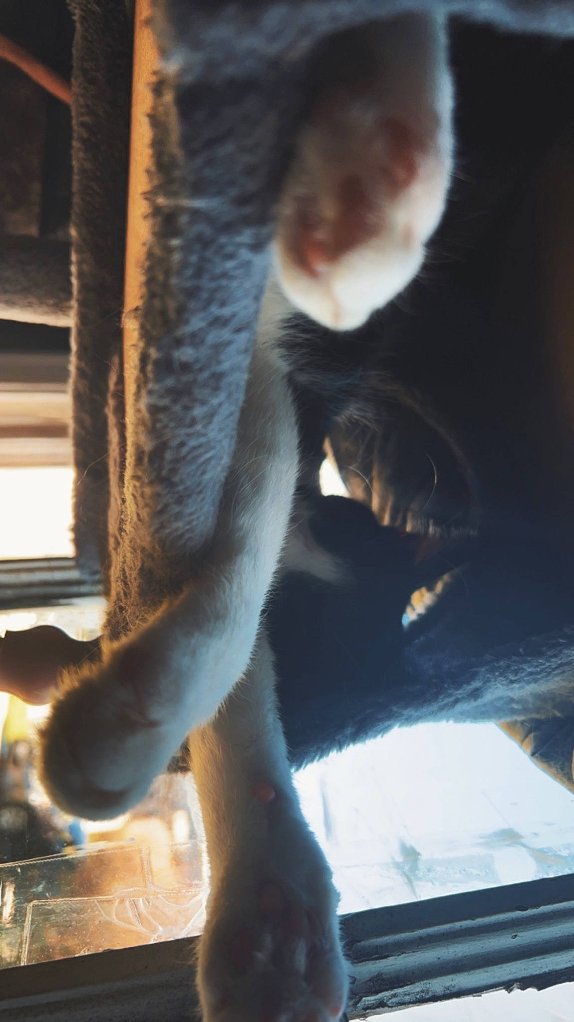 Spicy Bean joined the competition — help win amazing prizes! auto_part, automotive_window_part, chair, claw, elbow, felidae, flooring, foot, fur, glass, human_leg, jeans, knee, musician, tail, thigh, tints_and_shades, vehicle_door, whiskers, windshield