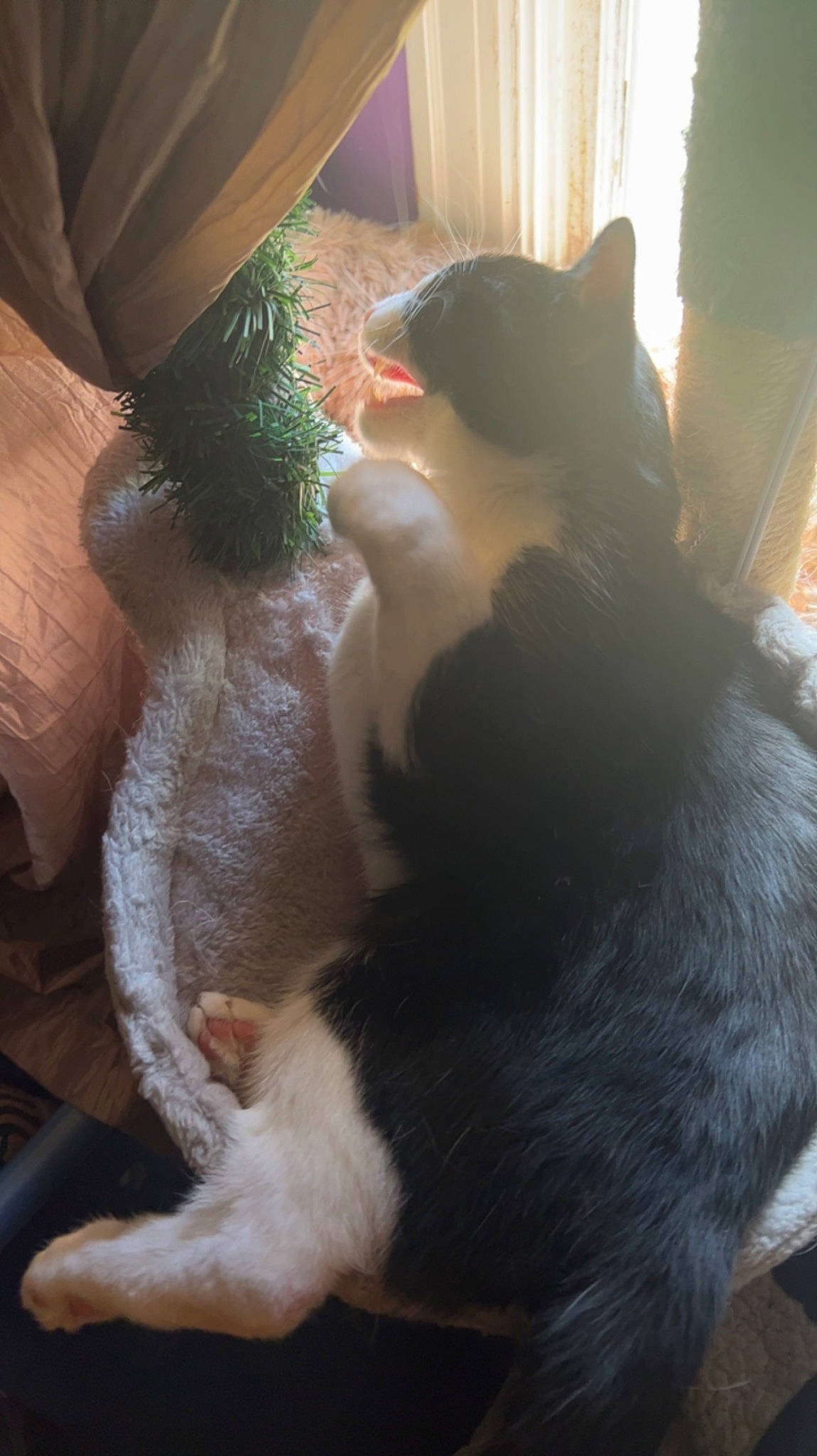 Spicy Bean joined the competition — help win amazing prizes! canidae, carnivore, cat, claw, comfort, dog_breed, domestic_short_haired_cat, ear, fawn, felidae, fur, mammal, paw, small_to_medium_sized_cats, snout, tail, tints_and_shades, vertebrate, whiskers, window