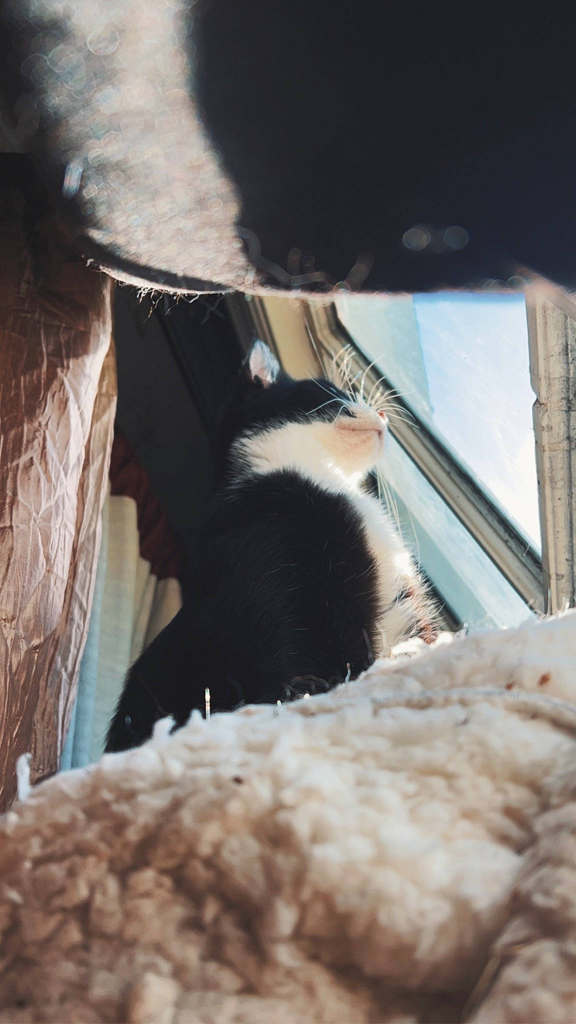 Silly Bug joined the competition — help win amazing prizes! canidae, carnivore, cat, comfort, dog_breed, domestic_short_haired_cat, felidae, fur, human_leg, small_to_medium_sized_cats, snout, sporting_group, tail, terrestrial_animal, tints_and_shades, tree, whiskers, wildlife, window, wood