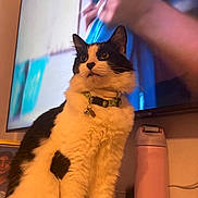 Oreo joined the competition — help win amazing prizes! cat, tuxedo_cat, pet, indoor, tv_screen, collar, bell, pink_bottle, fur, whiskers, close_up, black_and_white, looking_up, portrait_frame, living_room, shelf, domestic, furniture, household, curiosity