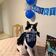 Oreo is registered to the contest to win money with this photo: animal, balloons, bandana, banner, birthday, birthday_card, black_and_white, cat, celebration, chair, cute, decorations, festive, indoor, party, paw_print, pet, quilted_tablecloth, table, wall