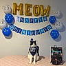 Oreo is registered to the contest to win money with this photo: balloons, bandana, bedspread, birthday, black_and_white_cat, blue_balloons, cat, celebration, cute, decorations, festive, gold_balloons, indoor, party_hat, pet, quilted_bedspread, sign, table, wall, white_balloons