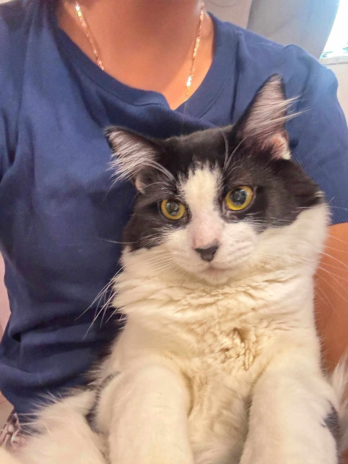 Oreo joined the competition — help win amazing prizes! cat, pet, feline, black_and_white, yellow_eyes, whiskers, fur, lap, person_present, blue_shirt, gold_chain, indoor, close_up, portrait, sitting, cozy, cute, domestic_animal, relaxed, household