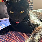 Tostin is registered to the contest to win money with this photo: animal, bedroom, black_cat, blanket, cat, close_up, cute, domestic_cat, feline, fur, indoor, mischievous, paw, pet, relaxed, resting, sunlight, tongue_out, whiskers, yellow_eyes