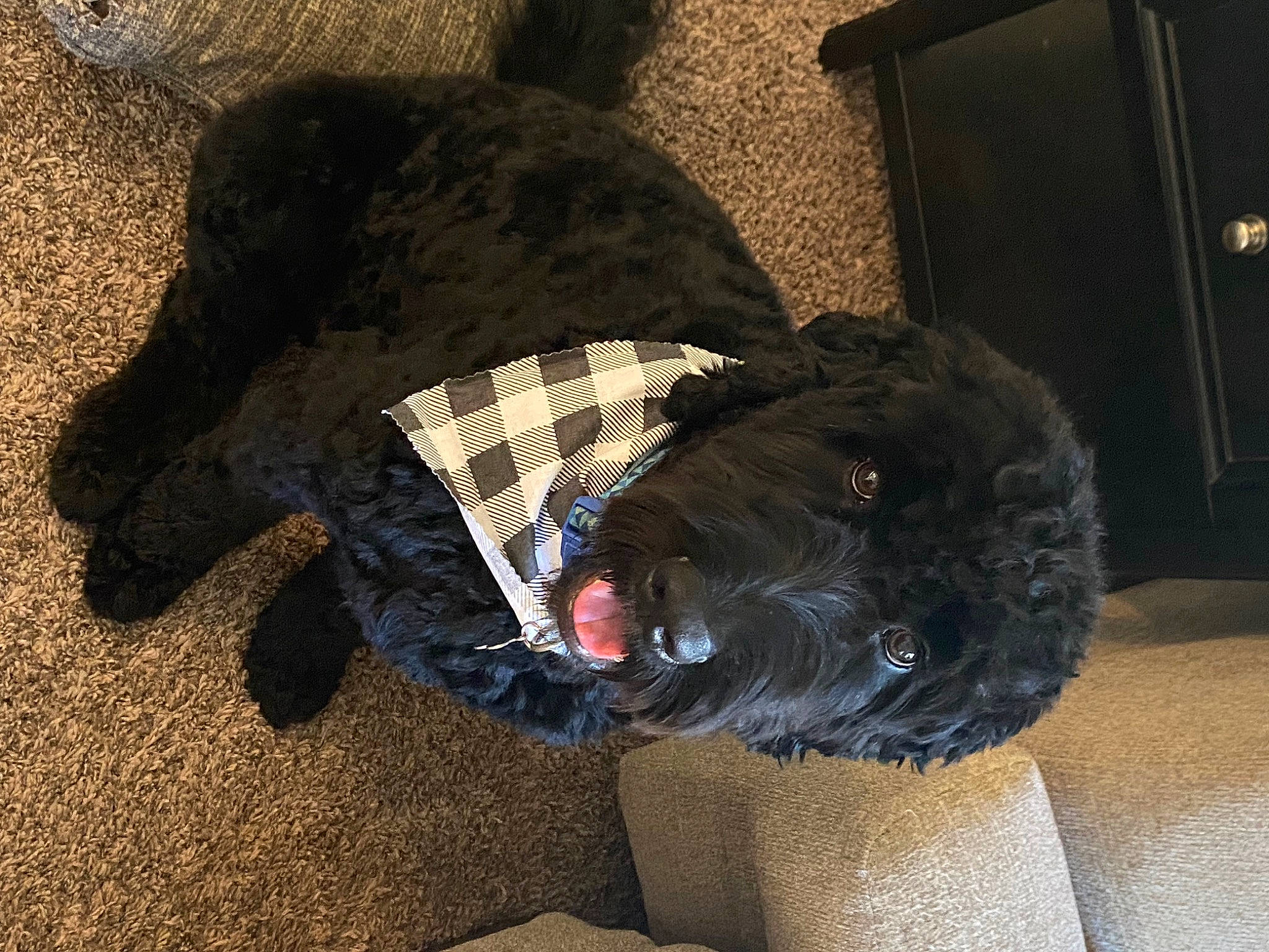 Bentley joined the competition — help win amazing prizes! canidae, carnivore, comfort, companion_dog, dog_breed, fashion_accessory, flooring, fur, liver, natural_material, non_sporting_group, pattern, room, snout, sporting_group, terrestrial_animal, tints_and_shades, working_animal