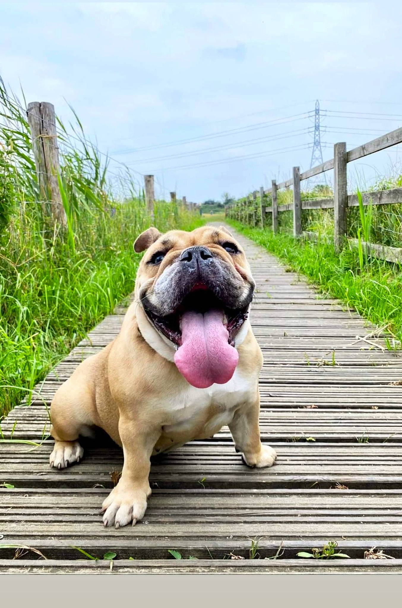 Chelsea joined the competition — help win amazing prizes! canidae, carnivore, cloud, collar, companion_dog, dog, dog_breed, fawn, grass, molosser, plant, pug, sky, sporting_group, terrestrial_animal, whiskers, wood, working_animal, working_dog, wrinkle