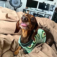 Pongo is registered to the contest to win money with this photo: dog, dachshund, pet, tongue_out, sweater, avocado_pattern, bed, blanket, indoor, fan, monitor, computer, technology, cozy, cute, brown_dog, small_dog, fur, animal, playful