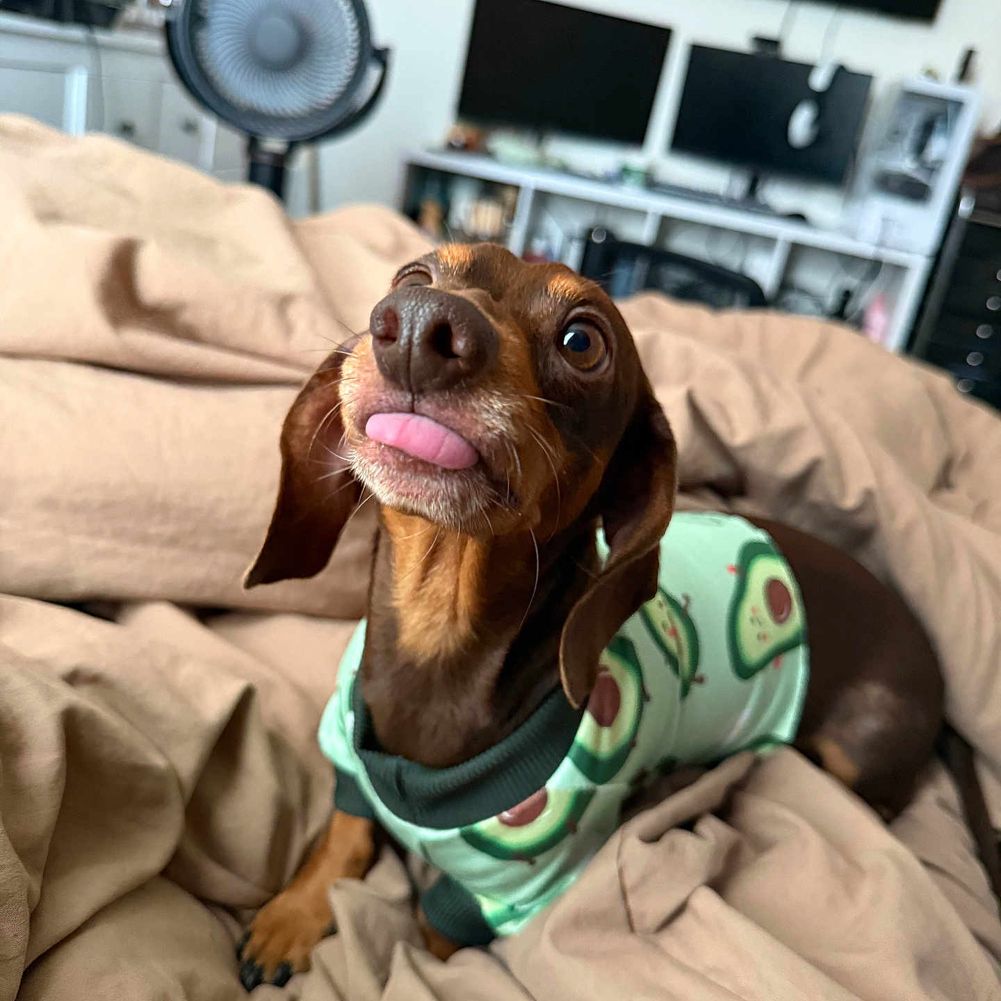 Pongo
