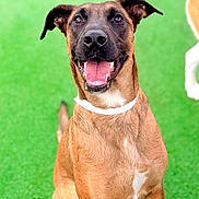 Loki joined the competition — help win amazing prizes! dog, canine, pet, animal, brown_fur, white_collar, tongue_out, happy, smiling, ears_up, outdoor, grass, green_background, sitting, close_up, friendly, cute, companion, playful, adorable