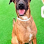 Loki joined the competition — help win amazing prizes! dog, canine, pet, brown_coat, white_patch, happy, tongue_out, sitting, grass, outdoor, playful, animal, muzzle, ears, collar, friendly, portrait, closeup, smiling, nature