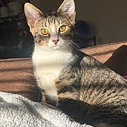 Rosita joined the competition — help win amazing prizes! animal, blanket, cat, cozy, cute, domestic, feline, fur, indoor, mammal, pet, portrait, relaxing, resting, shadow, sunlight, tabby, warm_light, whiskers, yellow_eyes