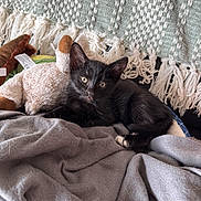 Milo is registered to the contest to win money with this photo: kitten, black_cat, plush_toy, blanket, cozy, indoor, pet, feline, resting, soft_texture, gray_blanket, stuffed_animal, cute, animal, domestic_cat, relaxing, fringe, woven_blanket, young_cat, sleepy