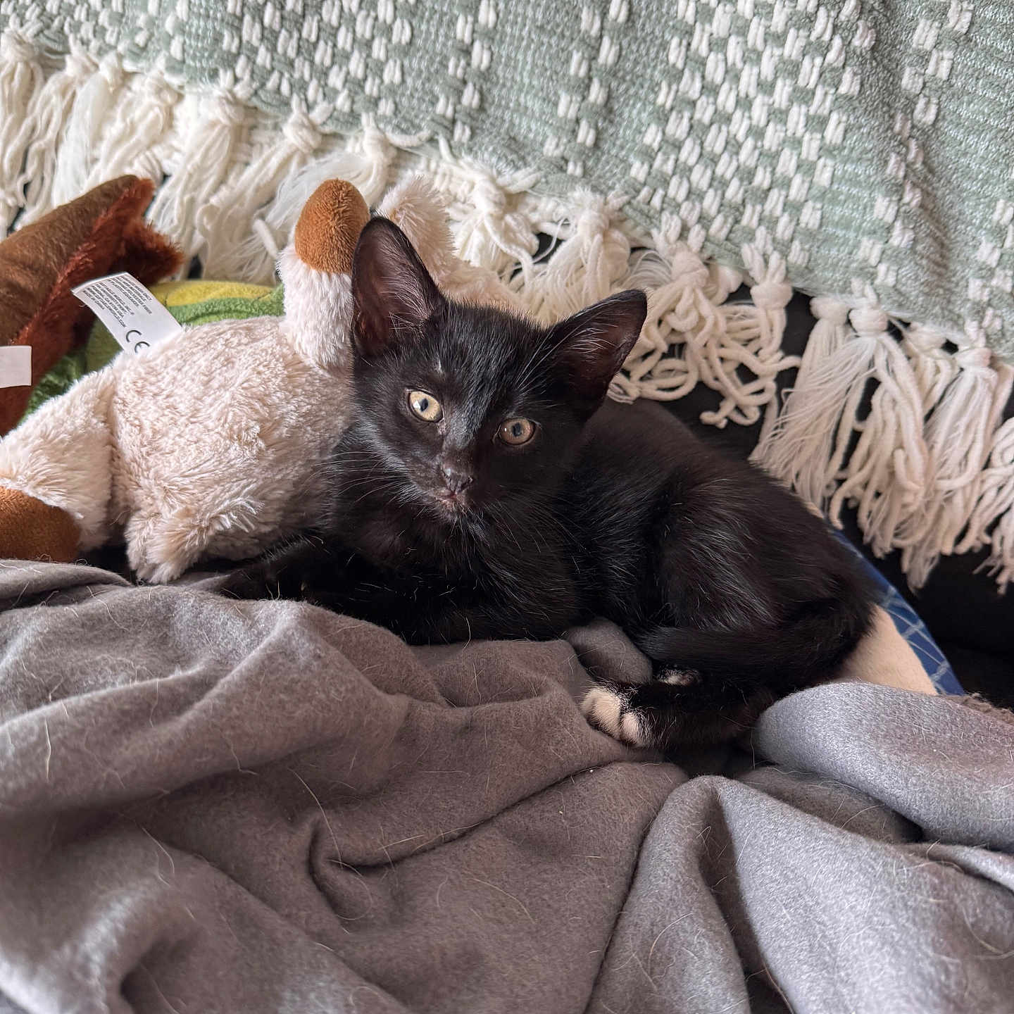Milo is registered to the contest to win money with this photo: animal, black_cat, blanket, cozy, cute, domestic_cat, feline, fringe, gray_blanket, indoor, kitten, pet, plush_toy, relaxing, resting, sleepy, soft_texture, stuffed_animal, woven_blanket, young_cat