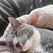 Harley joined the competition — help win amazing prizes! cat, sleeping, gray_cat, white_fur, whiskers, close_up, blanket, soft_texture, leather, pet, cozy, resting, fur, animal, indoor, cute, relaxed, peaceful, nap, domestic_cat