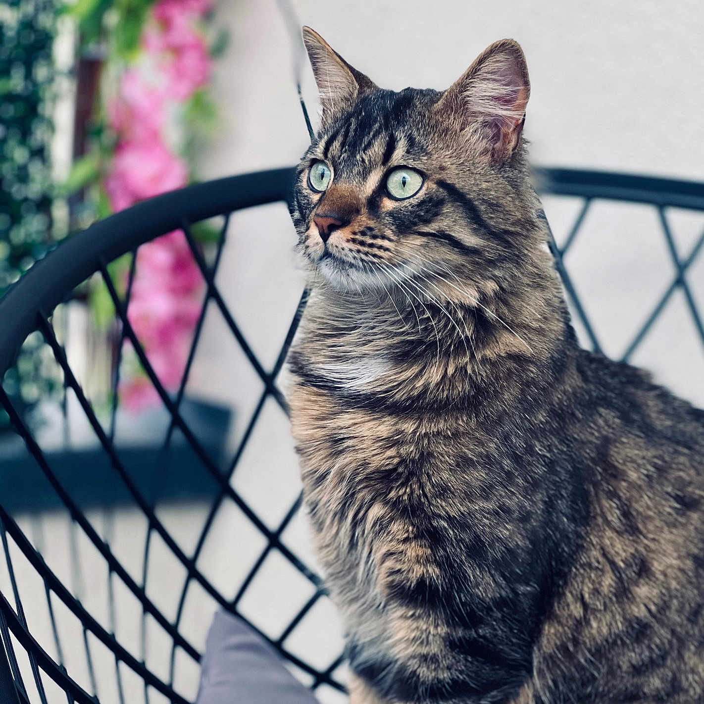 Ulysse participe au concours pour gagner de l'argent avec cette photo : alert, animal, blurred_background, cat, chair, closeup, cushion, domestic_animal, feline, flowers, fur, greenery, indoor, looking_away, pet, portrait, relaxed, sitting, tabby_cat, whiskers