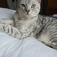 Munch joined the competition — help win amazing prizes! animal, bed, cat, close_up, cozy, domestic, feline, fur, home, indoor, lying_down, pet, portrait, power_outlet, relaxed, silver_tabby, whiskers, white_bedspread, wooden_furniture, yellow_eyes