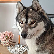 Upsy participe au concours pour gagner de l'argent avec cette photo : animal, canine, close_up, decor, dog, ears, eyes, flowers, fluffy, fur, furniture, home, husky, indoors, pet, portrait, siberian_husky, sitting, snout, vase