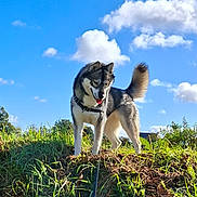 Upsy participe au concours pour gagner de l'argent avec cette photo : dog, husky, grass, outdoor, sky, clouds, sunny, nature, pet, animal, canine, leash, greenery, daylight, happy, fur, tail, playful, walk, landscape