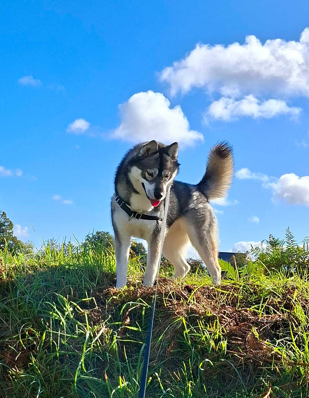 Upsy participe au concours pour gagner de l'argent avec cette photo : dog, husky, grass, outdoor, sky, clouds, sunny, nature, pet, animal, canine, leash, greenery, daylight, happy, fur, tail, playful, walk, landscape