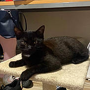 Nala a rejoint le concours — aidez-le/la à gagner de superbes lots ! black_cat, cat, indoor, cat_perch, pet, feline, animal, fur, whiskers, ears, eyes, resting, perch, carpeted, floor, shoe, bag, casual, domestic, quiet