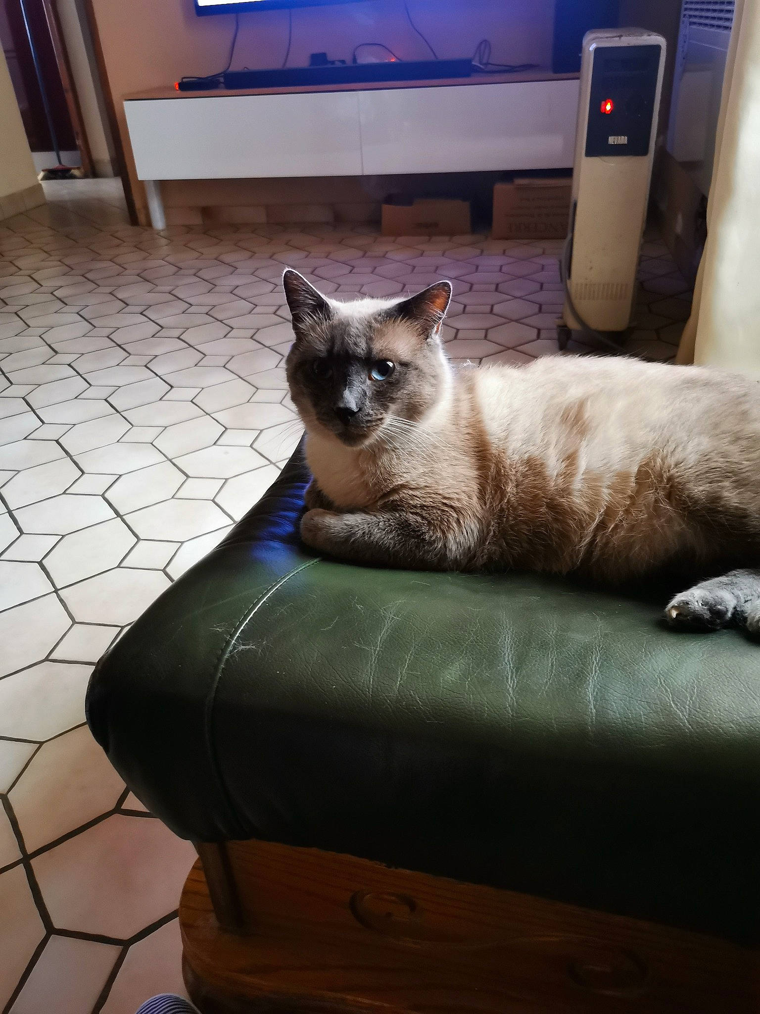 Chanel participe au concours pour gagner de l'argent avec cette photo : balinese, birman, carnivore, cat, comfort, domestic_short_haired_cat, fawn, felidae, flooring, fur, gas, hardwood, pet_supply, room, siamese, small_to_medium_sized_cats, snout, tail, thai, whiskers