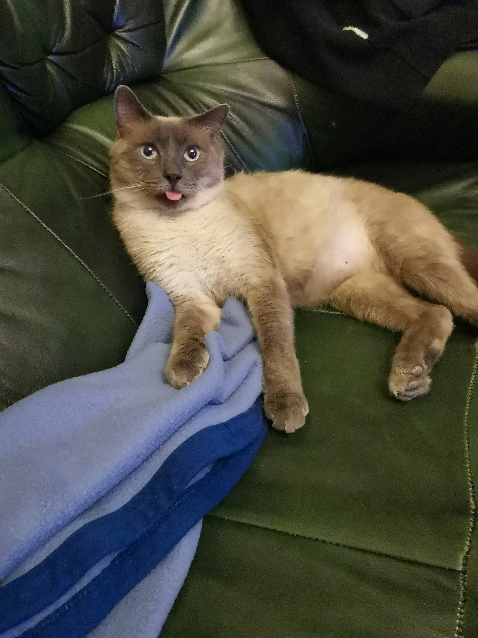 Chanel participe au concours pour gagner de l'argent avec cette photo : balinese, carnivore, cat, claw, comfort, domestic_short_haired_cat, fawn, felidae, foot, fur, paw, siamese, sitting, small_to_medium_sized_cats, snout, tail, thai, tonkinese, whiskers