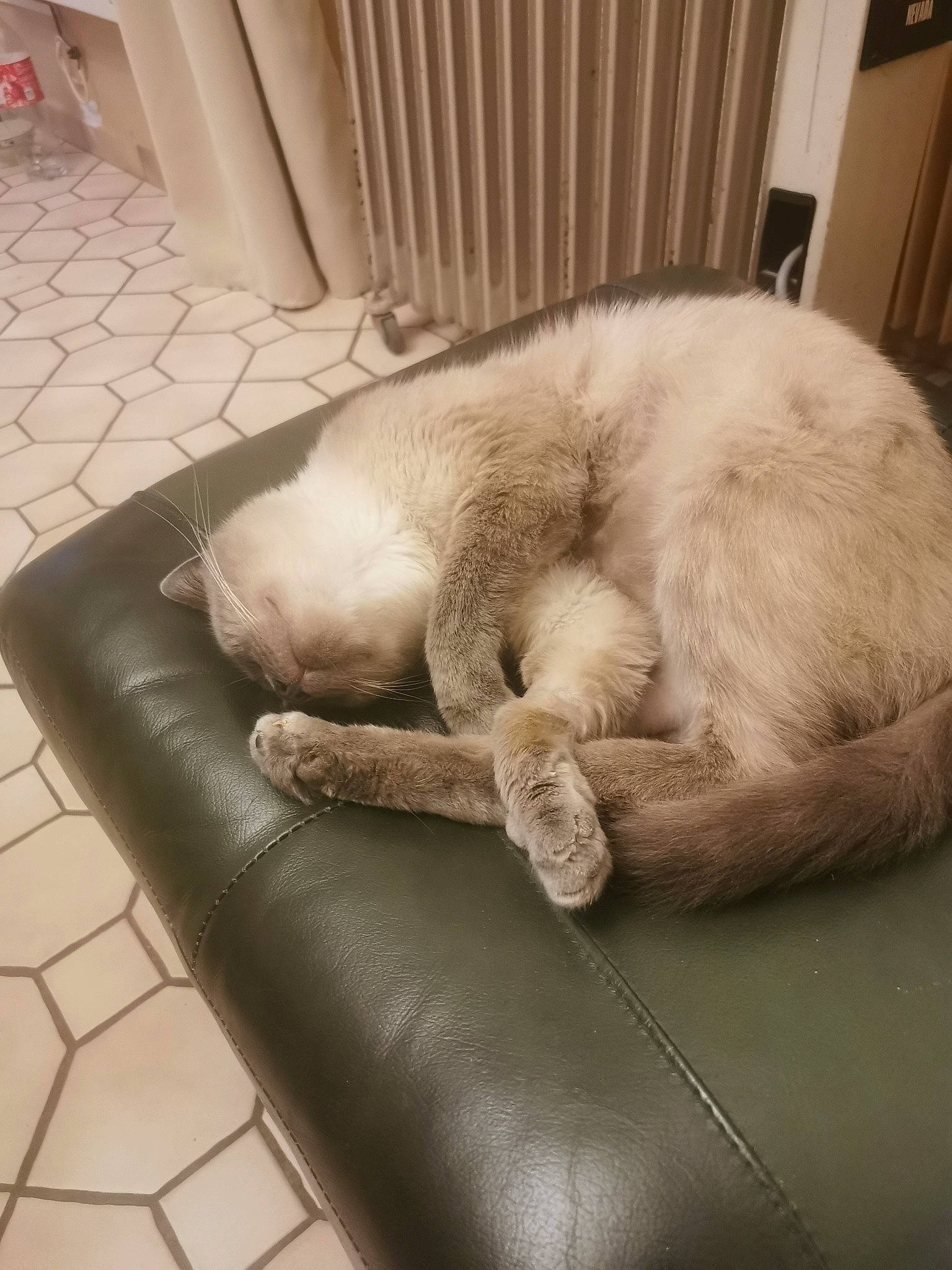 Chanel participe au concours pour gagner de l'argent avec cette photo : canidae, carnivore, cat, claw, comfort, companion_dog, dog_breed, fawn, felidae, flooring, fur, nap, paw, room, small_to_medium_sized_cats, snout, sporting_group, tail, terrestrial_animal, whiskers