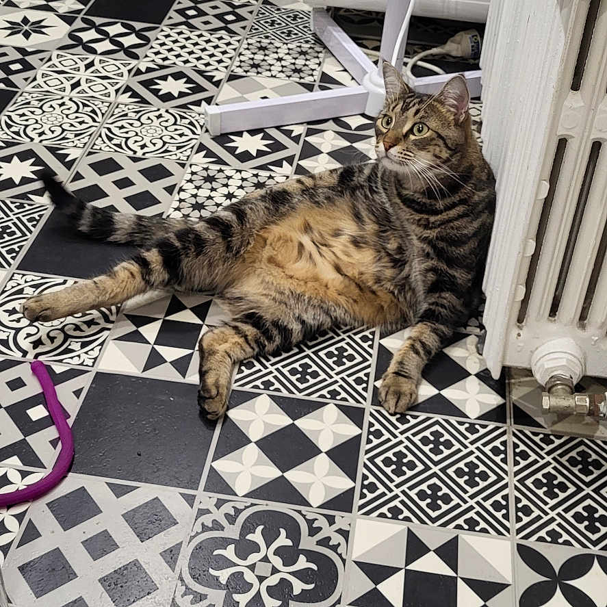 Mimine participe au concours pour gagner de l'argent avec cette photo : animal, black_and_white, cat, cord, curious, ears, floor, furniture, household, indoor, laying, pattern, paw, pet, radiator, relaxed, tabby, tail, tile, whiskers