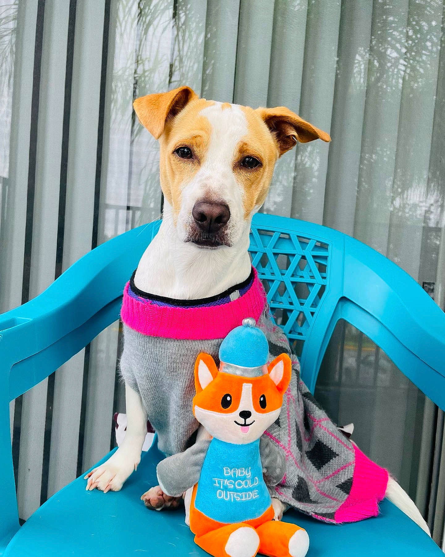Chloe joined the competition — help win amazing prizes! blue, carnivore, collar, companion_dog, dog, dog_breed, dog_clothes, dog_collar, dog_supply, drinkware, fawn, pet_supply, pink, product, stuffed_toy, tail, terrier, toy, whiskers, working_animal