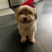 Baddy participe au concours pour gagner de l'argent avec cette photo : accessories, affenpinscher, animal, canine, dog, hardwood, homedecor, indoors, interiordesign, leash, pet, poodle, puppy, rug, slate, strap, terrier, tile, whitedog, wood